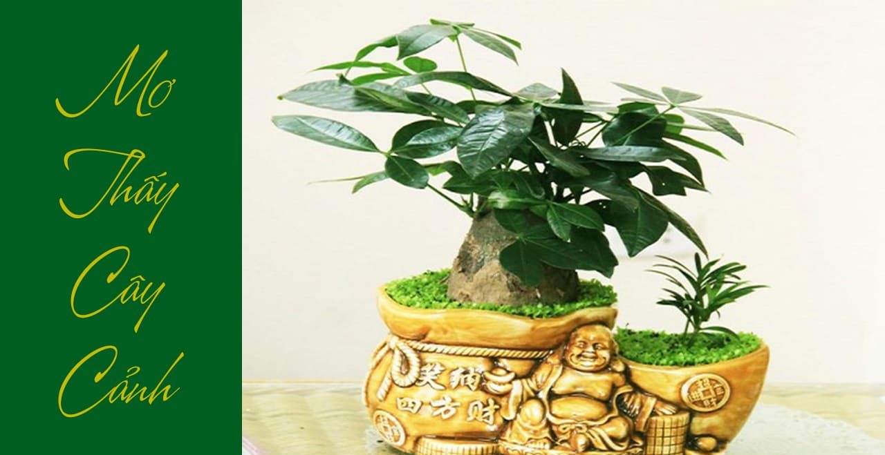 Memimpikan bonsai yang subur itu baik atau buruk?
