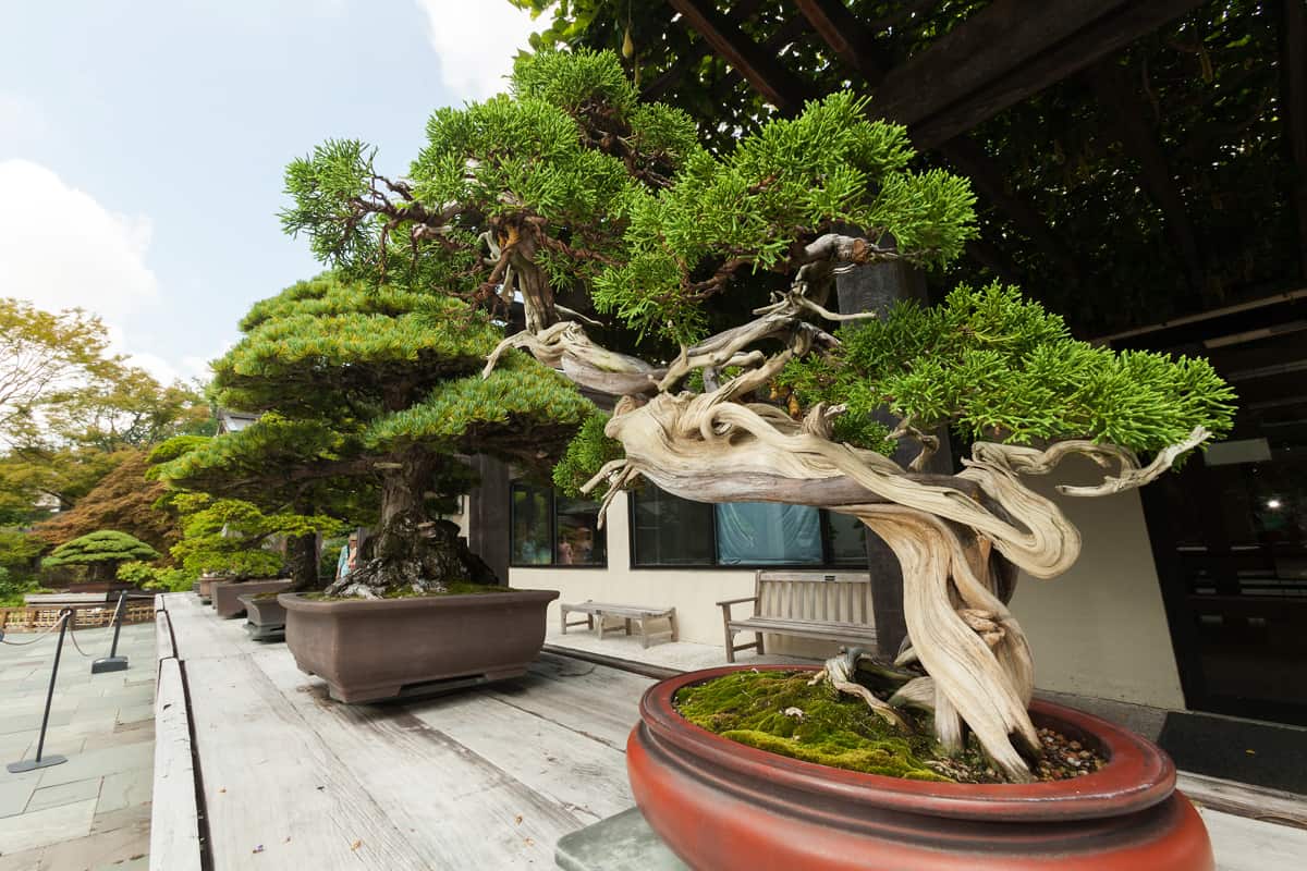 Apa artinya bermimpi tentang bonsai?