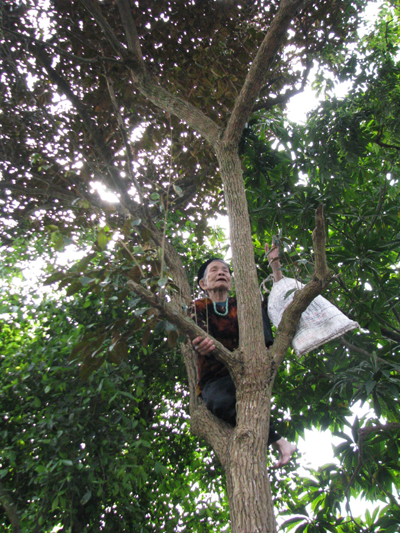 Apa artinya bermimpi tentang memanjat pohon - Arti mimpi?