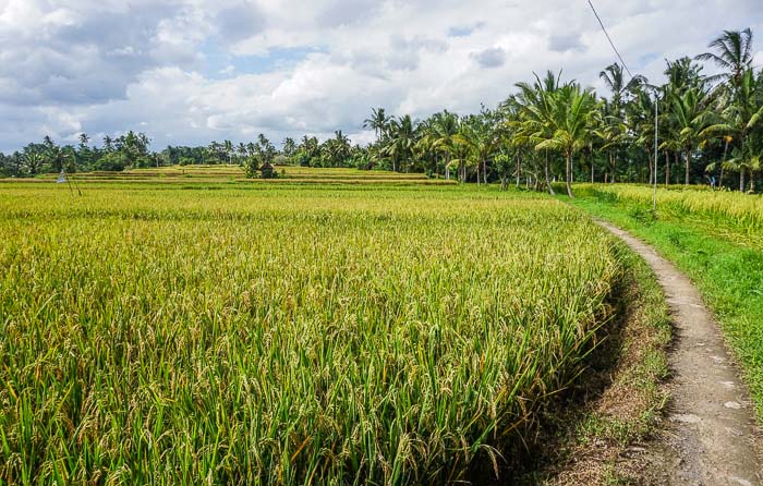 Nằm mơ thấy lúa trổ bông nhắc nhở bạn cần nhìn lại mình