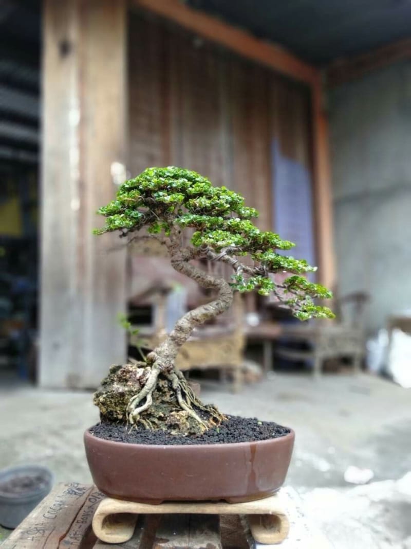 Mimpi tentang bonsai membawa petunjuk pada teka-teki