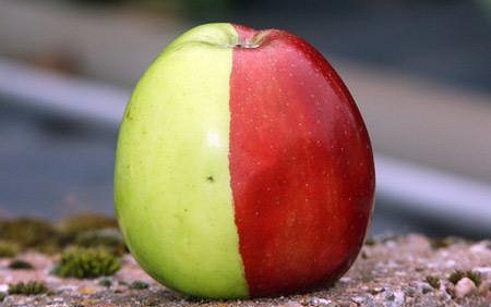 Mộng mị thấy quả táo nửa đỏ nửa xanh là điềm báo sẽ có cả tin vui lẫn tin buồn