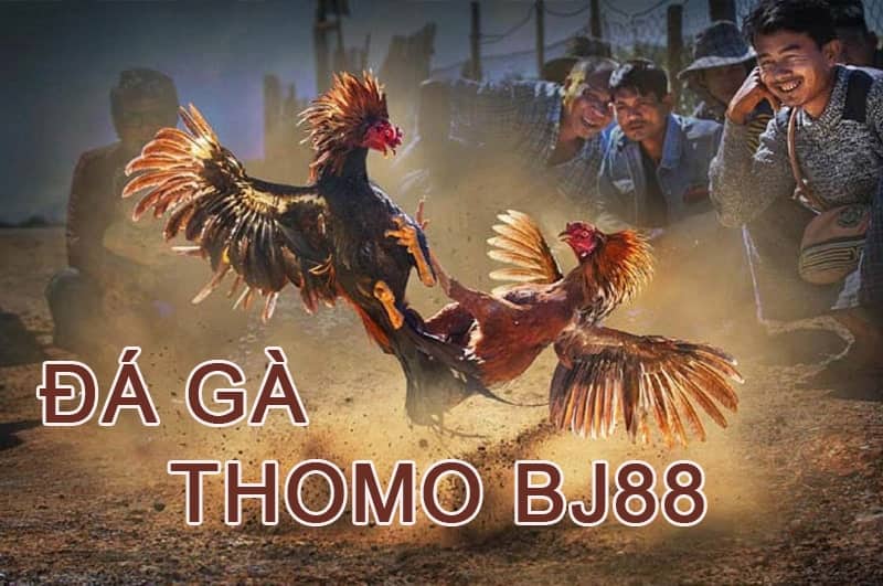 Sơ lược về xem đá gà Thomo tại BJ88