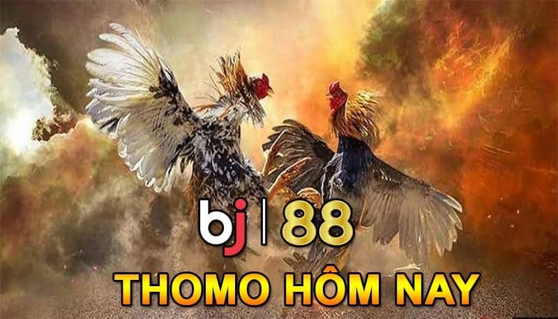 Tại sao kê thủ nên theo dõi đá gà Thomo tại BJ88