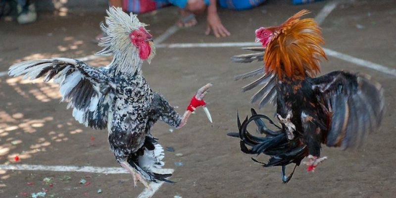 Lý do hội viên nên chọn đá gà online Daga88