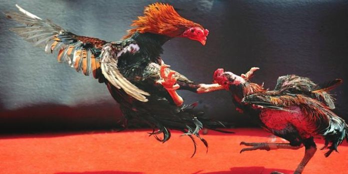 Bí kíp cược đá gà online Daga88 hiệu quả từ chuyên gia