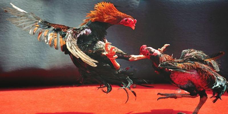 Bí kíp cược đá gà online Daga88 hiệu quả từ chuyên gia