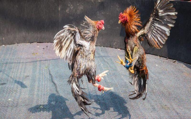 Cách đọc và phân tích tỷ lệ cược trước trận đấu