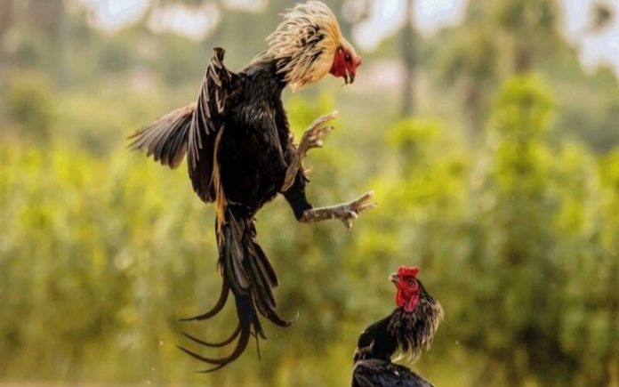 Tổng quan về tỷ lệ cược trong đá gà Ga6789